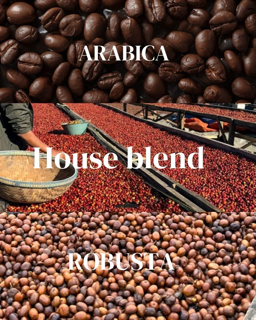 Three types of coffee beans: Arabica, House blend, and Robusta