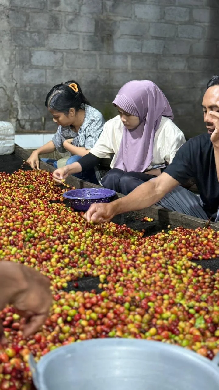 People working together to sort and process fruit and coffee cherries