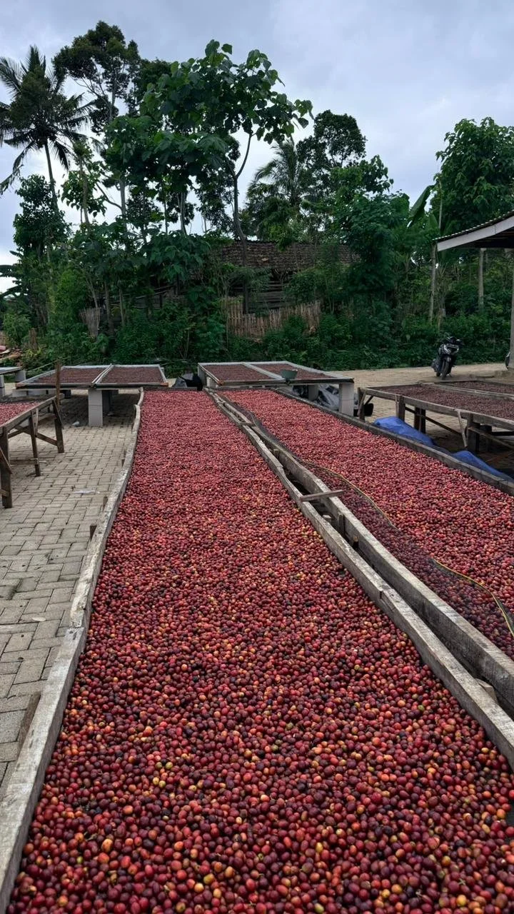 Rows of drying coffee cherries